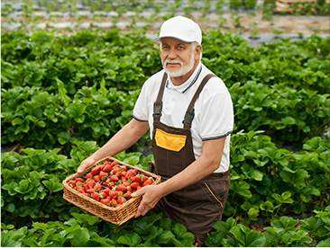 Fresh Organic Vegetable